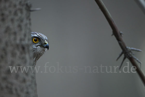 Sperber (Accipiter nisus)