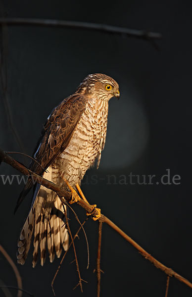 Sperber (Accipiter nisus)