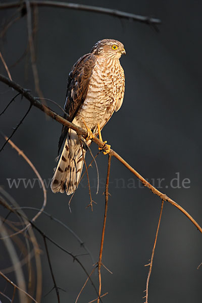 Sperber (Accipiter nisus)