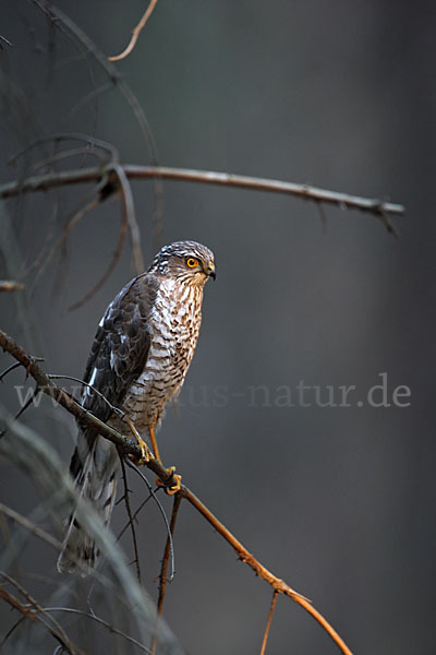 Sperber (Accipiter nisus)