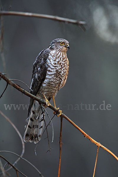 Sperber (Accipiter nisus)