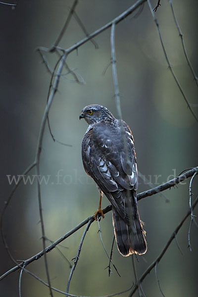 Sperber (Accipiter nisus)