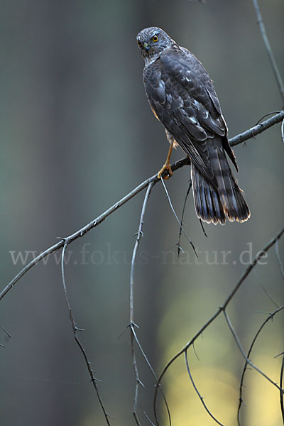 Sperber (Accipiter nisus)