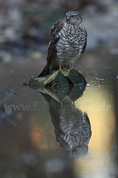 Sperber (Accipiter nisus)