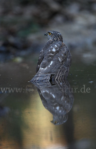 Sperber (Accipiter nisus)