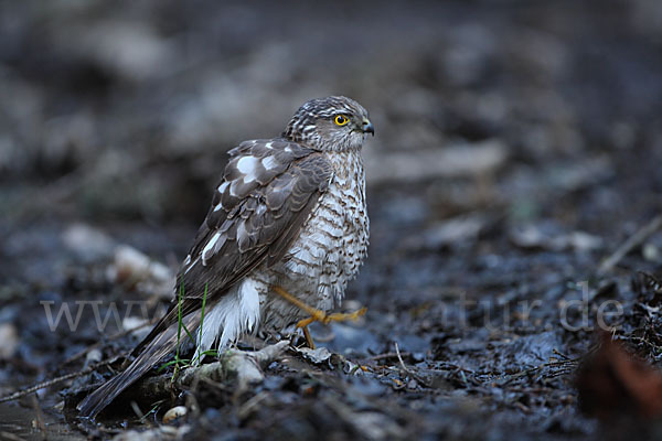 Sperber (Accipiter nisus)