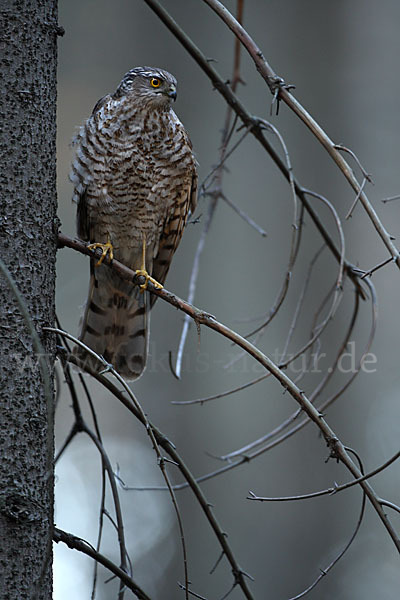 Sperber (Accipiter nisus)