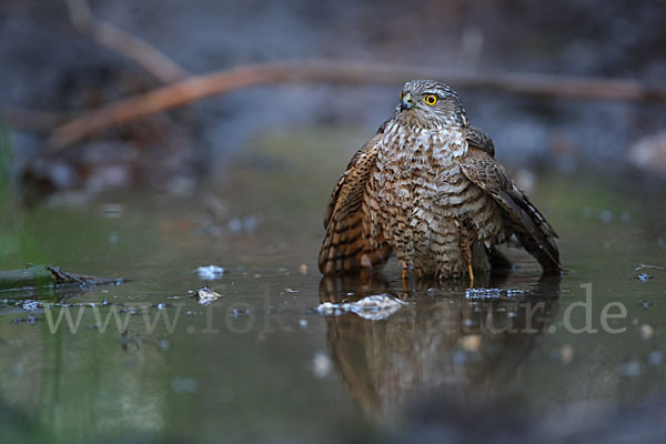 Sperber (Accipiter nisus)