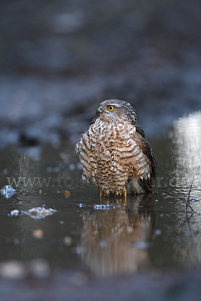 Sperber (Accipiter nisus)