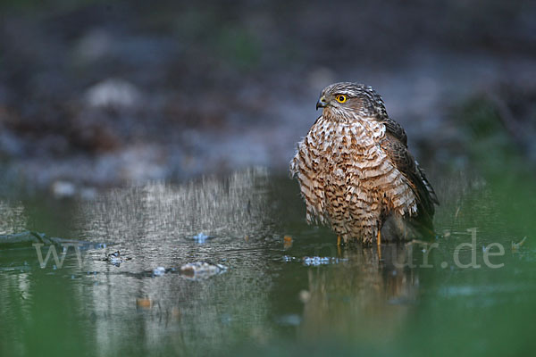 Sperber (Accipiter nisus)