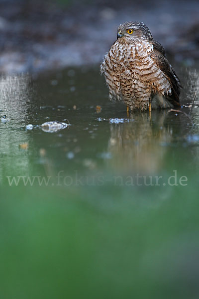 Sperber (Accipiter nisus)