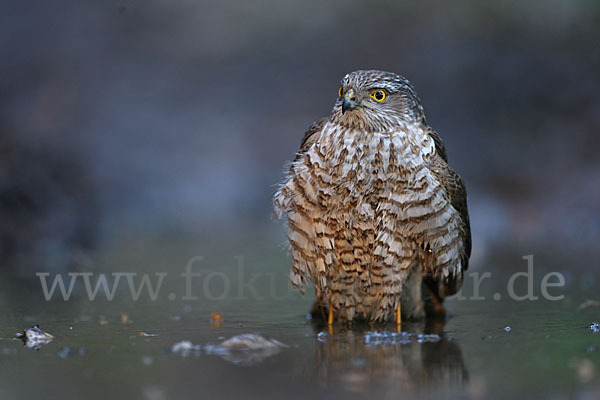 Sperber (Accipiter nisus)