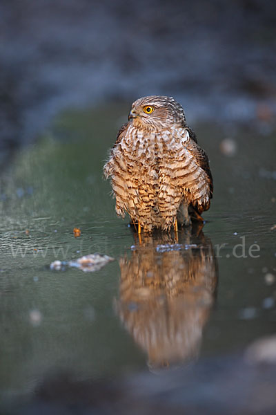 Sperber (Accipiter nisus)