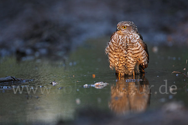 Sperber (Accipiter nisus)