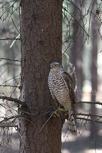 Sperber (Accipiter nisus)