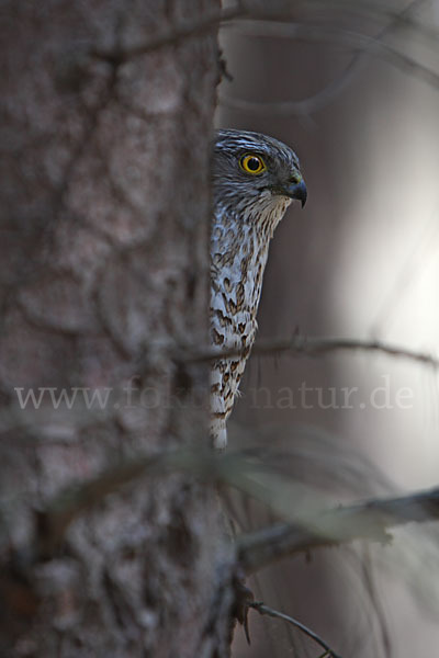 Sperber (Accipiter nisus)