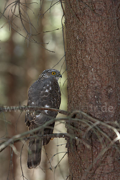 Sperber (Accipiter nisus)