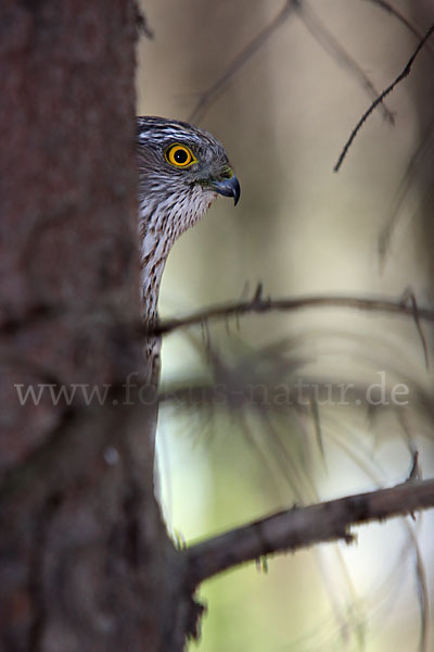 Sperber (Accipiter nisus)