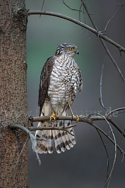 Sperber (Accipiter nisus)