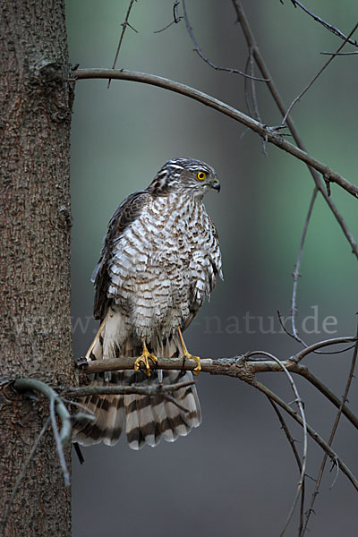 Sperber (Accipiter nisus)