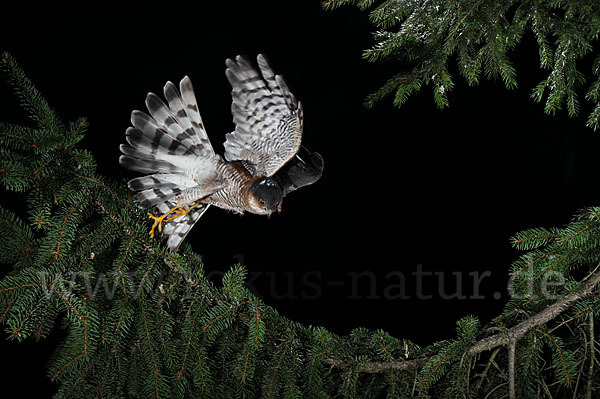 Sperber (Accipiter nisus)