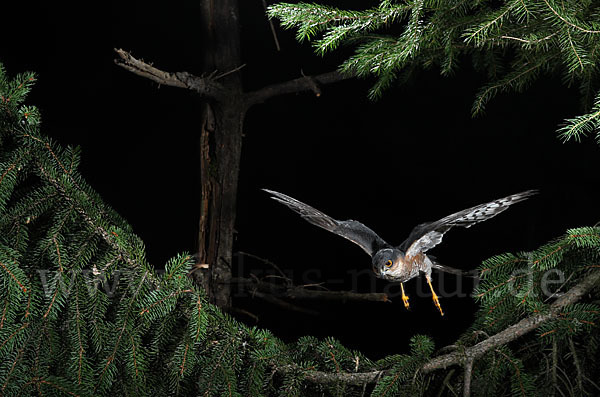 Sperber (Accipiter nisus)