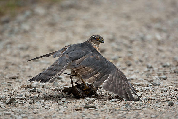 Sperber (Accipiter nisus)