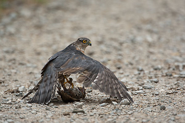 Sperber (Accipiter nisus)