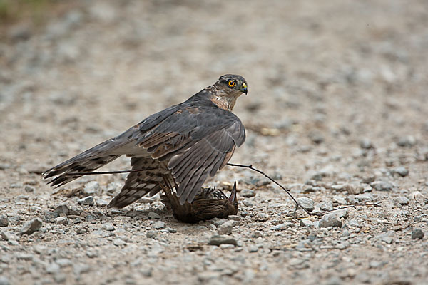 Sperber (Accipiter nisus)