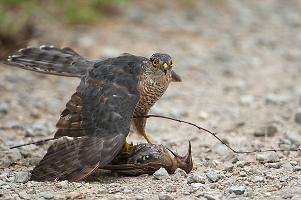 Sperber (Accipiter nisus)