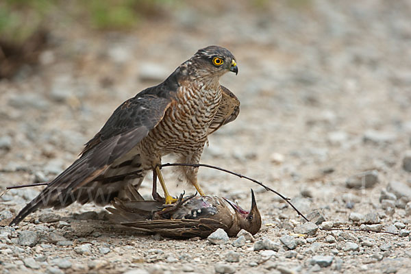 Sperber (Accipiter nisus)