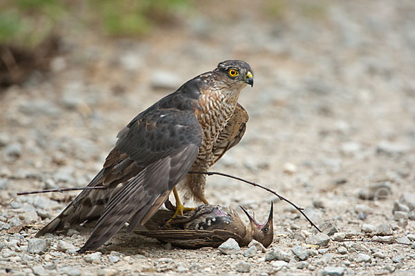 Sperber (Accipiter nisus)