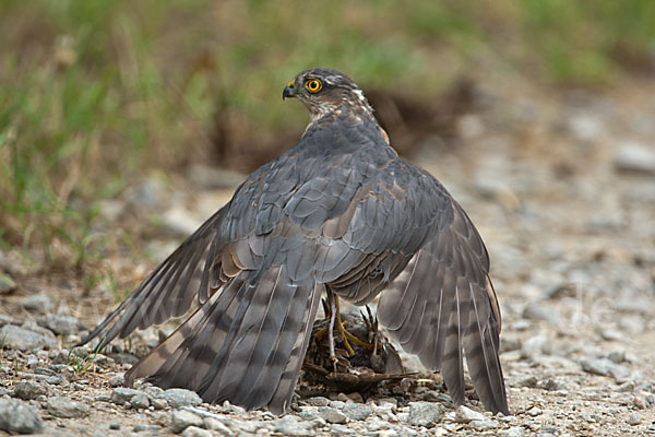 Sperber (Accipiter nisus)