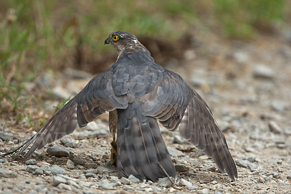 Sperber (Accipiter nisus)