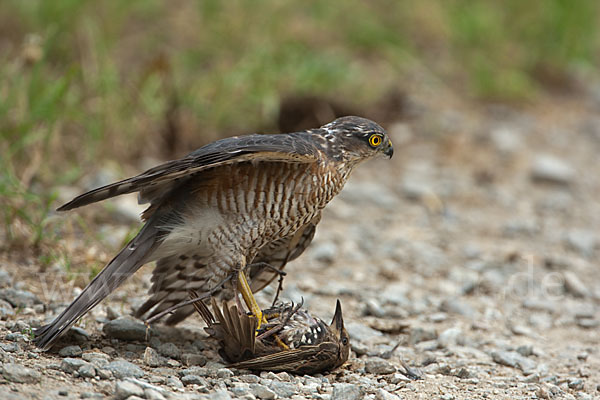 Sperber (Accipiter nisus)