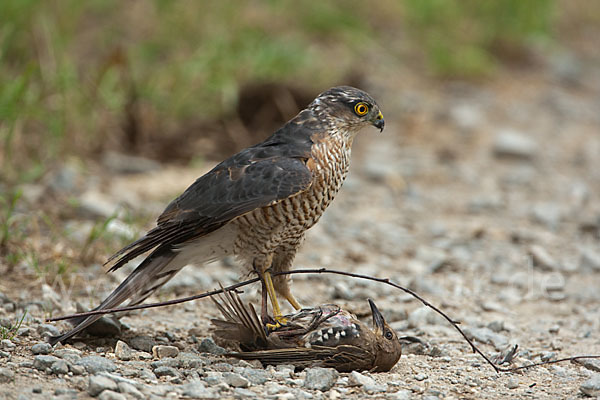 Sperber (Accipiter nisus)