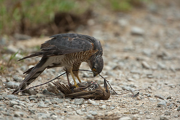 Sperber (Accipiter nisus)