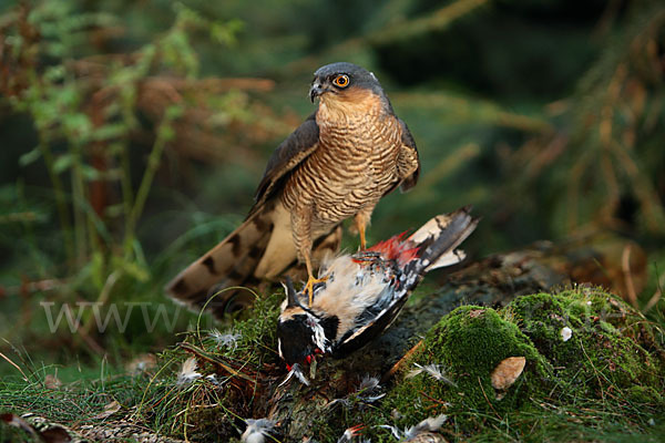 Sperber (Accipiter nisus)