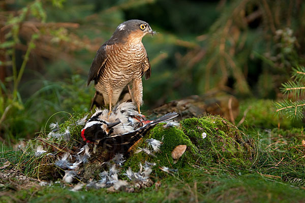 Sperber (Accipiter nisus)