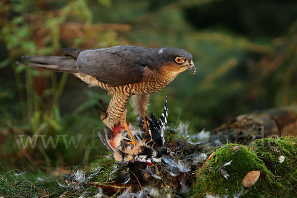 Sperber (Accipiter nisus)