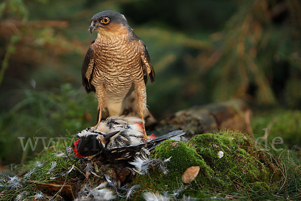 Sperber (Accipiter nisus)