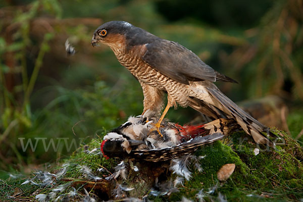 Sperber (Accipiter nisus)