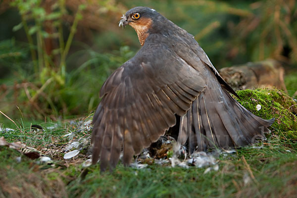 Sperber (Accipiter nisus)