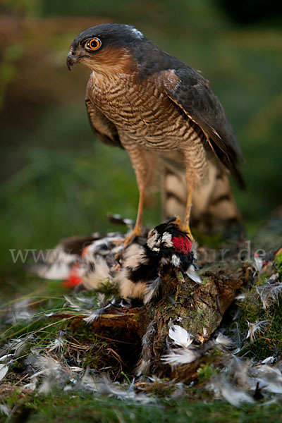 Sperber (Accipiter nisus)