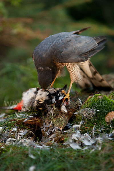 Sperber (Accipiter nisus)