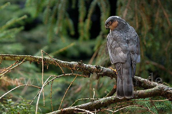 Sperber (Accipiter nisus)