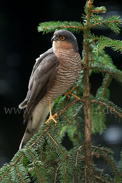 Sperber (Accipiter nisus)