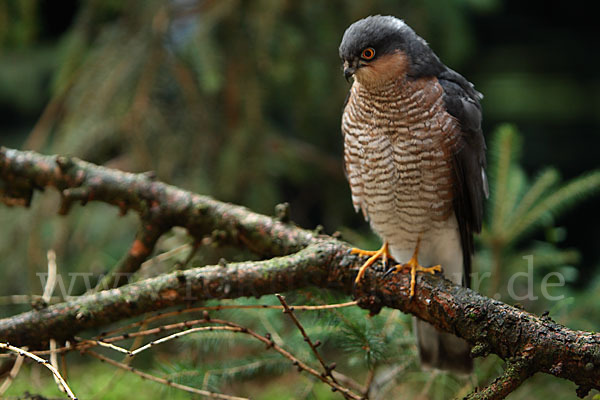 Sperber (Accipiter nisus)