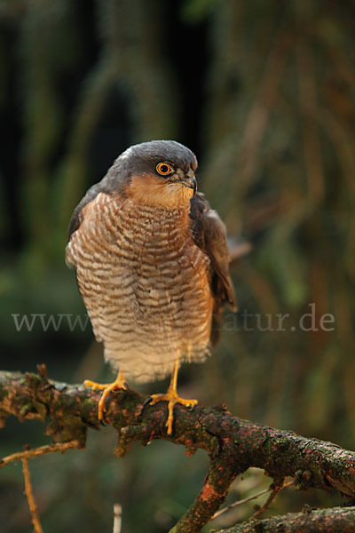 Sperber (Accipiter nisus)