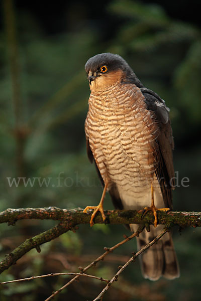 Sperber (Accipiter nisus)